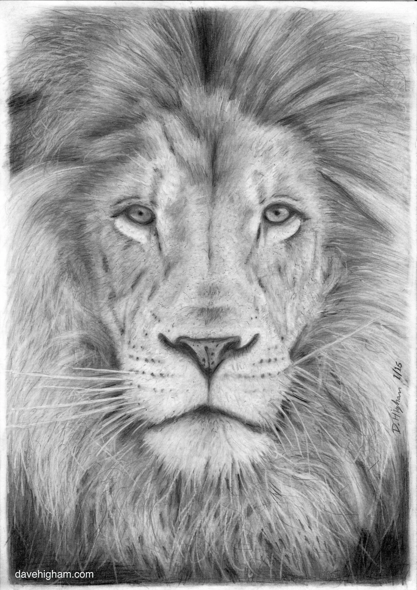 A Lion